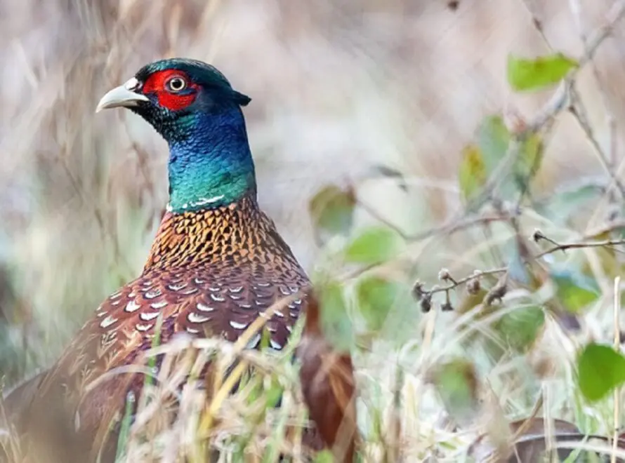 Spiritual Meaning of a Pheasant: Spirit And Totem
