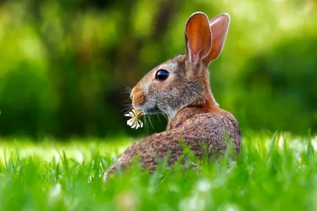 Spiritual Meaning of Running over a Rabbit: Loss of Innocence