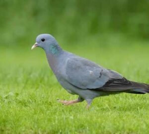 Grey Dove: 15 Spiritual Meaning - Biblical And Love