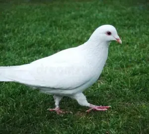 What Does It Mean When A White Pigeon Comes To Your House?