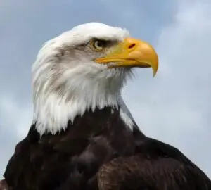 Eagle Spirit Animal Symbolism: Freedom