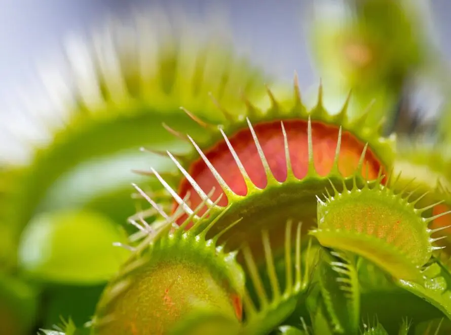 Venus Fly Trap Spiritual Meaning: The Carnivorous Plant That Captures Our Imagination