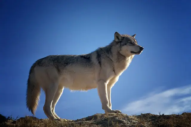 Wolf Spirit Animal Symbolism: A Guide to the Noble Soul